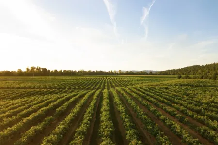 Agriculture Labor