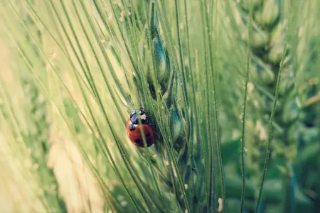 Insect