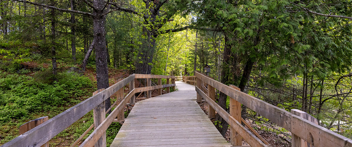 Chemin de bois dans une forêt.